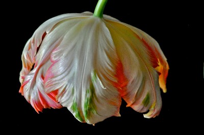 Umbrella Tulip