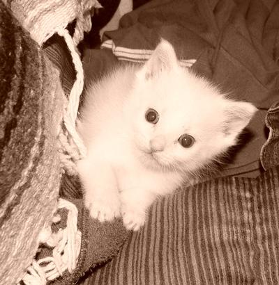 White Kitten